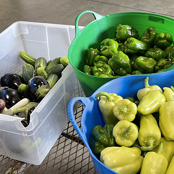 Fresh vegetables in bins