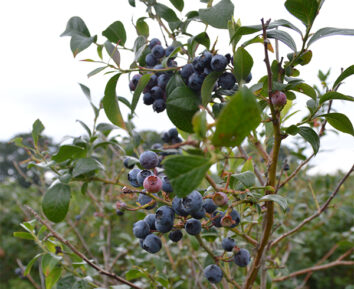 Blueberries on the branch