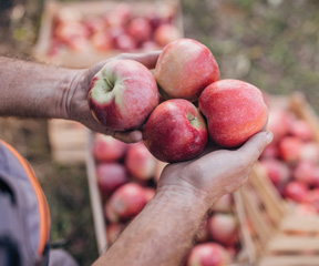 Local farmers provide fresh produce to people in need.